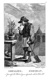 Ogrodnik pachnący goździkiem lub różowym goździkiem, ok. 1750