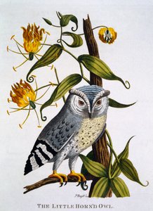 Mała rogata sowa, z „Indian Zoology”, opublikowana w 1790 r. autorstwa Thomas Pennant