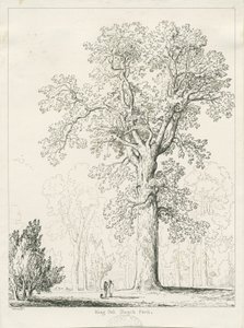 Blithfield - King Oak: rysunek piórem i tuszem autorstwa Thomas Peploe Wood