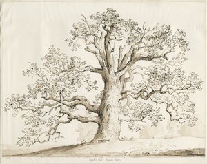 Blithfield - Squitch Oak : długopis i pranie, 1837