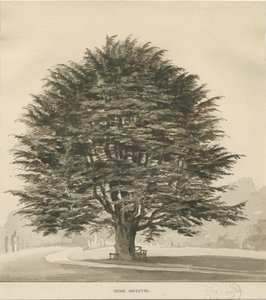 Ingestre - Cedr: rysunek w sepii, nd [?1838]
