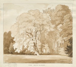 Ingestre - studium drzew: rysunek w sepii, bd [?1838] (rysunek) autorstwa Thomas Peploe Wood