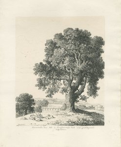 Shugborough Park - Ash Tree: rysunek piórem i tuszem