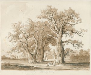 Teddesley Hall - Oak Trees: rysunek ołówkiem i wash, bd [listopad 1842] (rysunek)