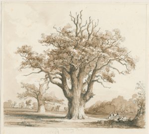 Teddesley Hall - Oak Trees: rysunek ołówkiem i wash, bd [listopad 1842]