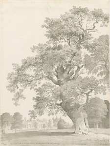 Tixall - Dąb: rysunek długopisem i myciem autorstwa Thomas Peploe Wood