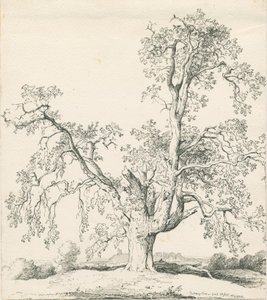 Tutbury - „Wych Elm”: rysunek piórem i tuszem