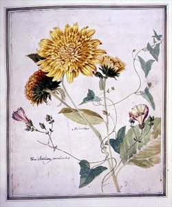 Helianthus i Convolvulus (akwarela na papierze)