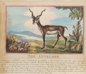 Zestaw ośmiu ilustracji wraz ze stroną tytułową. „Zwierzęta zagraniczne i krajowe”. 8. Antylopa autorstwa Thomas Rowlandson
