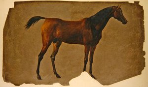 Koń Arabski (olej na papierze) autorstwa Thomas Sidney Cooper