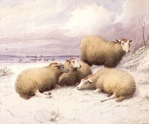 Owca w śniegu (akwarela na papierze)