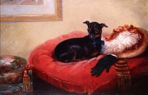 Jej ulubiony zwierzak: Manchester Terrier na czerwonej poduszce