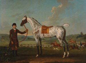 Scipio, cętkowany myśliwy, własność pułkownika Roche