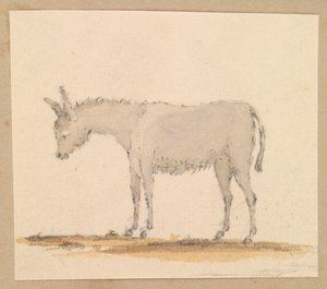 Studium osła, ok. 1820 (pióro i tusz, pranie, akwarela) autorstwa Thomas Streatfeild
