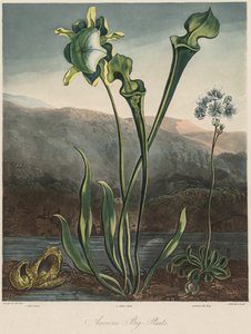 Świątynia Flory: amerykańskie rośliny bagienne. autorstwa Thomas Sutherland