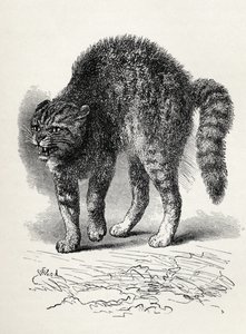 Kot przerażony przez psa, z „Wyrażania emocji u człowieka i zwierząt” Karola Darwina, 1872 (lito)