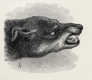 Głowa warczącego psa, z „Wyrażania emocji człowieka i zwierząt” Karola Darwina, 1872