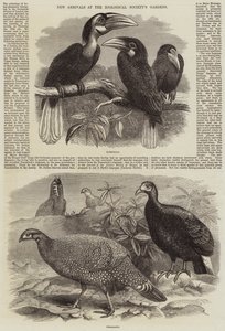 Nowości w ogrodach Towarzystwa Zoologicznego autorstwa Thomas W. Wood