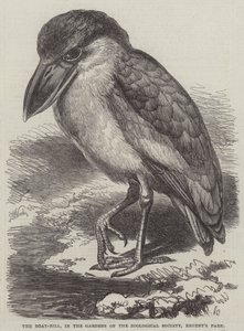 Rachunek łodzi, w ogrodach Towarzystwa Zoologicznego, Regent