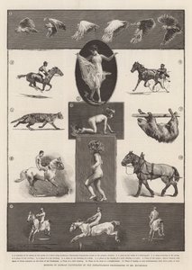 Ruchy zwierząt zilustrowane natychmiastowymi zdjęciami pana Muybridge