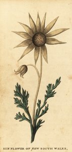 Kwiat flanelowy, Actinotus helianthi. 1800 (grawerowanie)