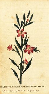 Krzew Gilliflower z Nowej Południowej Walii. 1800 (grawerowanie)