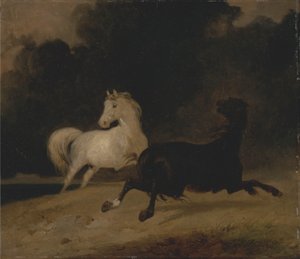 Cavalos em um polonês de tempestade