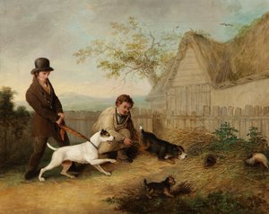 Łapanie szczurów