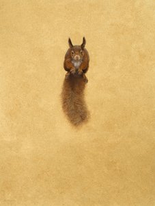 Skacząca Wiewiórka - ( akwarela i gwasz na papierze )