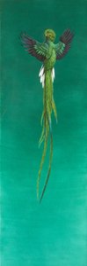 Quetzal ( akwarela i gwasz na papierze ) autorstwa Tim Hayward