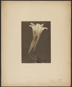 Nr 1. autorstwa Tina Modotti