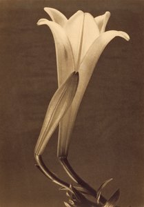 Platynowy nadruk Lily autorstwa Tiny Modotti autorstwa Tina Modotti