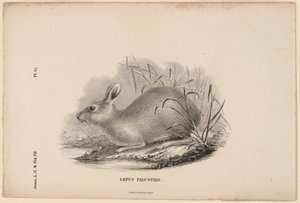 Zając Bagienny autorstwa Titian Ramsay Peale