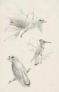 Trzy ptaki autorstwa Titian Ramsay Peale