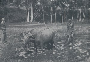 Uprawa ryżu, 1924