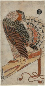 Sparrowhawk (Konori taka)