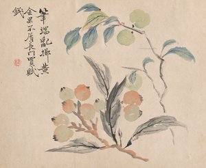 Loquat Drzewo Japonii.