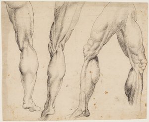Noga. Studia anatomii autorstwa Ubekendt