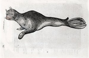 Przedstawienie pieczęci Tabliczka ilustrowana z rękopisu Historii Naturalnej autorstwa Ulisse Aldrovandi (1522-1605), Ulisse Aldrovandi fonds, Biblioteka Uniwersytecka w Bolonii, wyd. 1603.