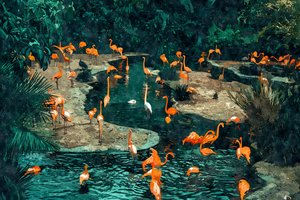 Flamingi w tropikach autorstwa Uma Gokhale