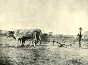 Zespół Bullock Pług, 1901. autorstwa Unbekannt