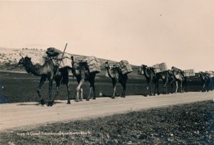 Pociąg wielbłądów zmierzający do Damaszku, 1936 autorstwa Unbekannt