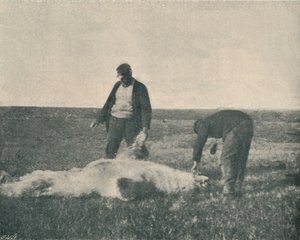 Martwy niedźwiedź na Wyspie Reniferów 21 sierpnia 1893 , 1893 1897 autorstwa Unbekannt