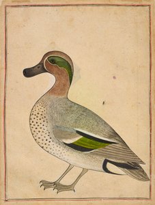 Zielonoskrzydły Cyraneczka, ca. 1730. autorstwa Unbekannt