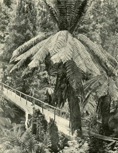 Rustykalny most, 1901. autorstwa Unbekannt
