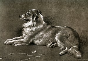 Owczarek, 1901 autorstwa Unbekannt
