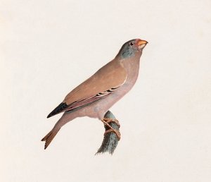 Kolorowa ilustracja ptaka autorstwa Unbekannt