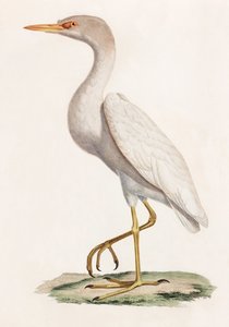 Kolorowa ilustracja ptaka autorstwa Unbekannt