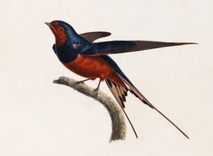 Kolorowa ilustracja brązowego i niebieskiego ptaka autorstwa Unbekannt