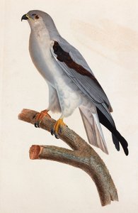 Kolorowa ilustracja szarego ptaka autorstwa Unbekannt